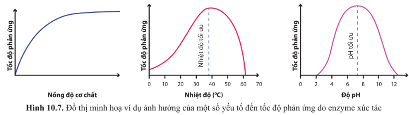 Quan sát hình 10.7 và cho biết khi tăng nồng độ cơ chất hay nhiệt độ, độ pH thì tốc độ phản ứng thay đổi như thế nào