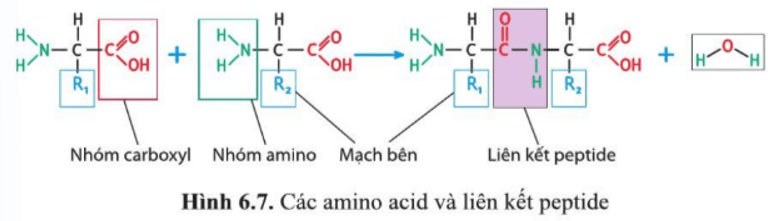 Dựa vào hình 6.7, nêu các nguyên tố chính cấu tạo nên phân tử amino acid