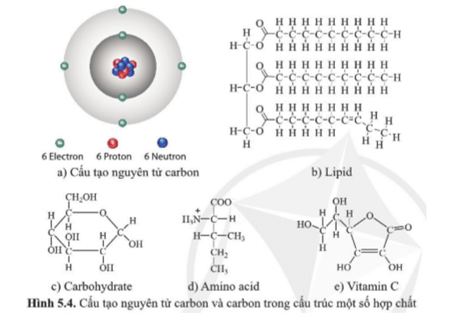 Quan sát hình 5.4 và cho biết carbon có thể tạo nên loại liên kết và loại mạch gì