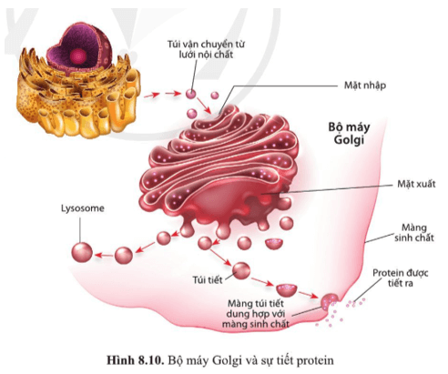 Dựa vào hình 8.10, mô tả con đường tiết enzyme ở tế bào tuyến tụy