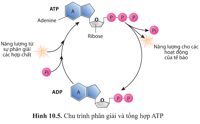 Dựa vào hình 10.5 nêu cấu tạo của ATP. ATP được phân giải và tổng hợp như thế nào?