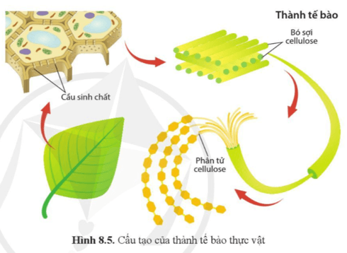 Quan sát hình 8.5 và mô tả cách sắp xếp các phân tử cellulose trong thành tế bào