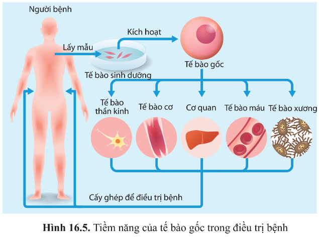 Quan sát hình 16.5 và cho biết tế bào gốc được kích hoạt từ tế bào sinh dưỡng có thể biệt hoá
