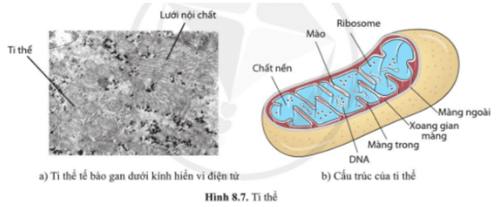 Dựa vào hình 8.7, 8.8, nêu những đặc điểm cấu tạo giống nhau giữa lục lạp và ti thể