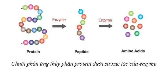 Lý thuyết Sinh học 10 Cánh diều Bài 10: Sự chuyển hóa năng lượng và enzym