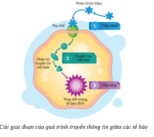 Lý thuyết Sinh học 10 Cánh diều Bài 12: Thông tin tế bào