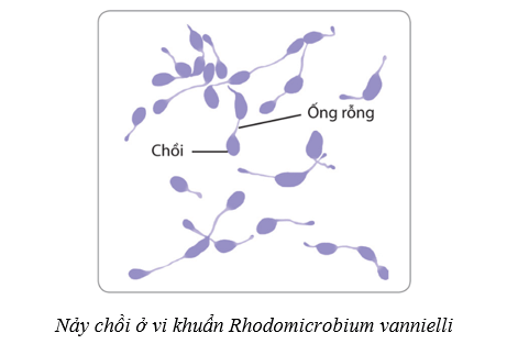 Lý thuyết Sinh học 10 Cánh diều Bài 18: Sinh trưởng và sinh sản ở vi sinh vật