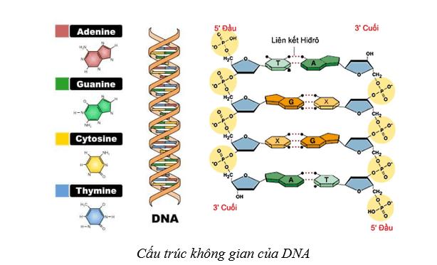 Lý thuyết Sinh học 10 Cánh diều Bài 6: Các phân tử sinh học