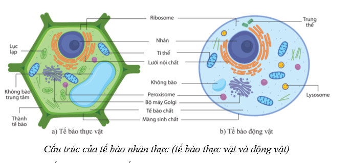 Lý thuyết Sinh học 10 Cánh diều Bài 7: Tế bào nhân sơ và tế bào nhân thực
