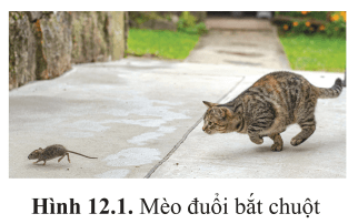 Quan sát hình 12.1 và cho biết: Con mèo phát hiện ra con chuột nhờ cơ quan nào?
