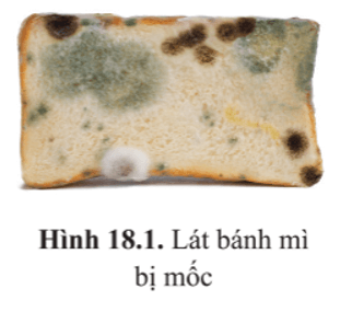 Hình 18.1 là ảnh chụp lát bánh mì bị mốc