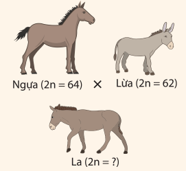 Ngựa có bộ nhiễm sắc thể 2n = 64 và lừa có bộ nhiễm sắc thể 2n = 62