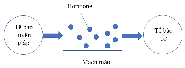 Hormone từ tế bào tuyến giáp được vận chuyển trong máu đến các tế bào cơ làm tăng cường hoạt động phiên mã