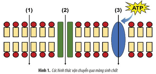 Hình 1 mô tả quá trình vận chuyển các chất qua màng sinh chất  hãy cho biết