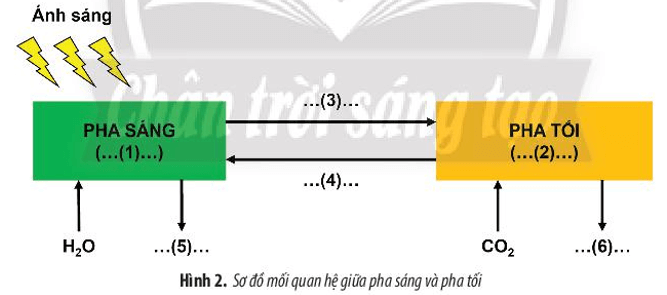 Bổ sung thông tin vào Hình 2 để hoàn thành sơ đồ về mối quan hệ giữa pha