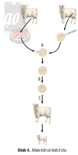 Hình 4 mô tả quá trình nhân bản vô tính ở cừu hãy cho biết tên