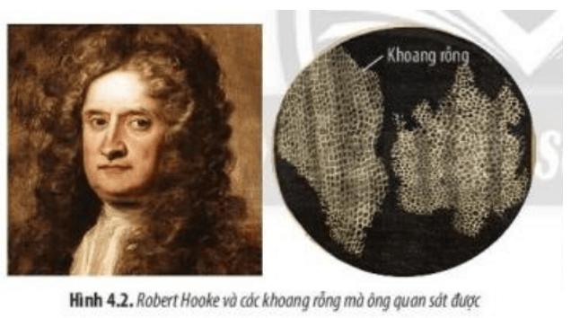 Các khoang rỗng nhỏ cấu tạo nên vỏ bần của cây sồi mà Robert Hooke phát hiện ra