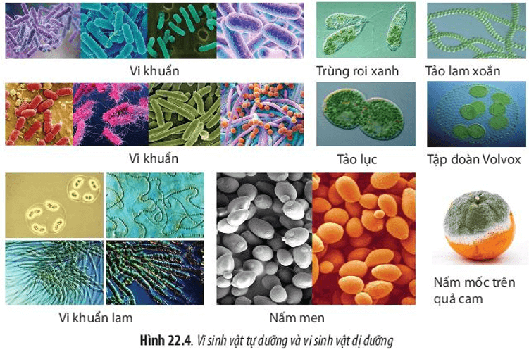 Hãy sắp xếp các loài vi sinh vật trong Hình 22.4 vào các kiểu dinh dưỡng