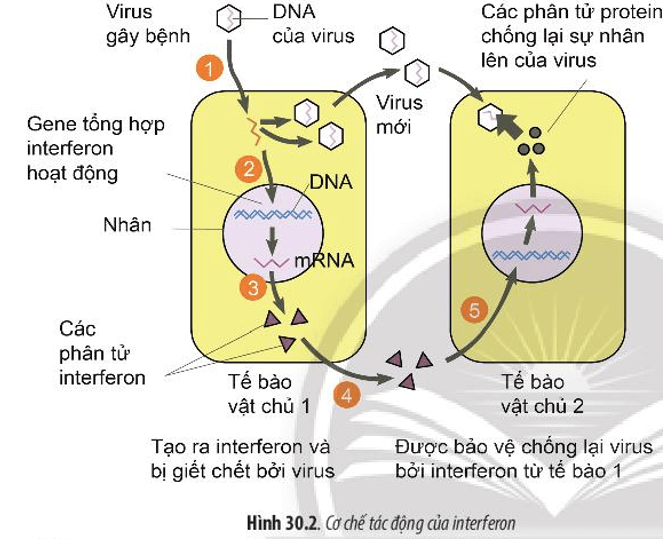 Dựa vào Hình 30.2, hãy giải thích cơ chế tác động của interferon trong việc chống lại virus