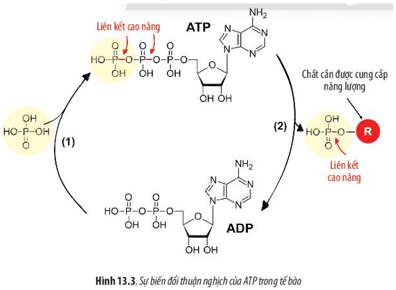 Quan sát Hình 13.3, hãy mô tả quá trình tổng hợp và phân giải ATP