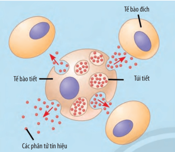 Lý thuyết Sinh 10 Chân trời sáng tạo Bài 17: Thông tin giữa các tế bào