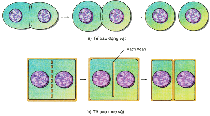 Lý thuyết Sinh 10 Chân trời sáng tạo Bài 19: Quá trình phân bào