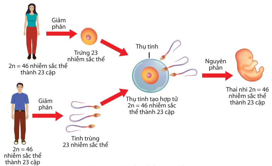 Lý thuyết Sinh 10 Chân trời sáng tạo Bài 19: Quá trình phân bào