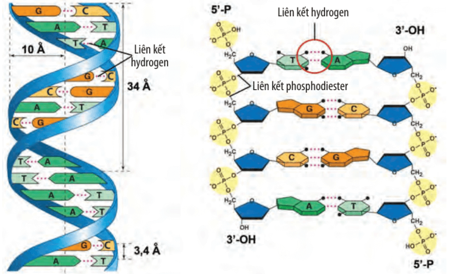Lý thuyết Sinh 10 Chân trời sáng tạo Bài 6: Các phân tử sinh học trong tế bào