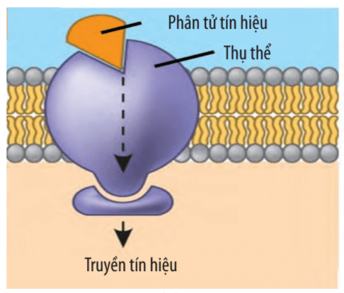Lý thuyết Sinh 10 Chân trời sáng tạo Bài 9: Tế bào nhân thực