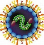 Sinh 10 Bài 26: Thực hành điều tra một số bệnh do virus và tuyên truyền phòng chống bệnh | Giải Sinh học 10 (ảnh 1)