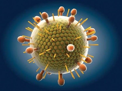 Sinh 10 Bài 26: Thực hành điều tra một số bệnh do virus và tuyên truyền phòng chống bệnh | Giải Sinh học 10 (ảnh 1)