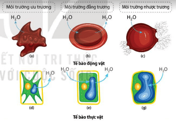 Lý thuyết Sinh 10 Kết nối tri thức Bài 10: Trao đổi chất qua màng tế bào