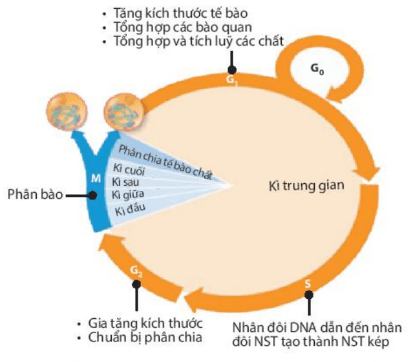 Lý thuyết Sinh 10 Kết nối tri thức Bài 16: Chu kì tế bào và nguyên phân