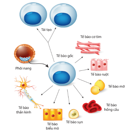 Lý thuyết Sinh 10 Kết nối tri thức Bài 19: Công nghệ tế bào