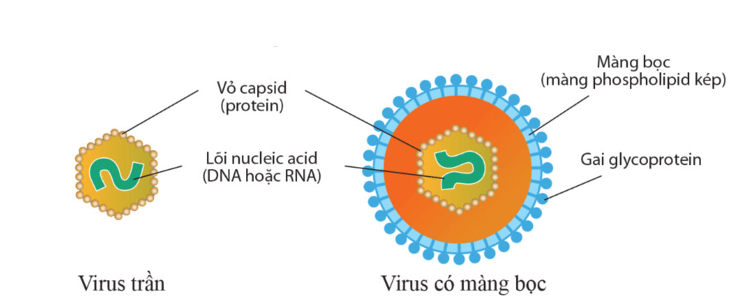 Lý thuyết Sinh 10 Kết nối tri thức Bài 24: Khái quát về virus