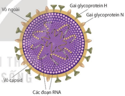 Lý thuyết Sinh 10 Kết nối tri thức Bài 25: Một số bệnh do virus và các thành tựu nghiên cứu ứng dụng virus