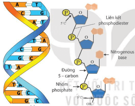 Lý thuyết Sinh 10 Kết nối tri thức Bài 5: Các phân tử sinh học