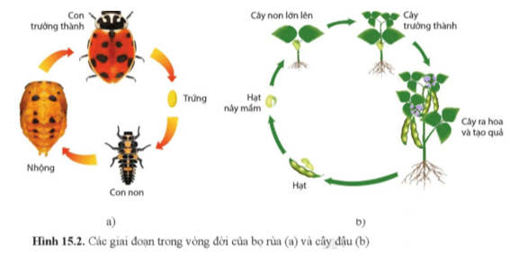 Quan sát hình 15.2, mô tả những thay đổi trong vòng đời của bọ rùa (hình 15.2a) và cây đậu (hình 15.2b)