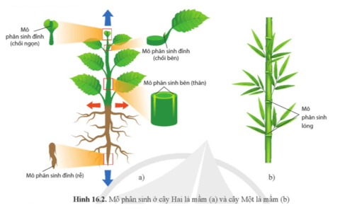 Quan sát hình 16.2 và cho biết vị trí, chức năng của các loại mô phân sinh ở thực vật