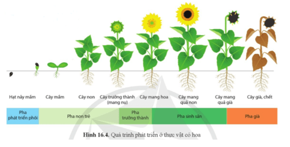 Quan sát hình 16.4, mô tả các giai đoạn phát triển ở thực vật có hoa