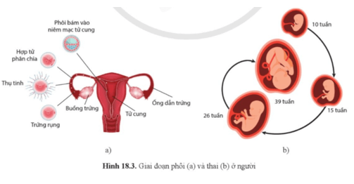 Quan sát hình 18.3, mô tả giai đoạn phôi thai ở người