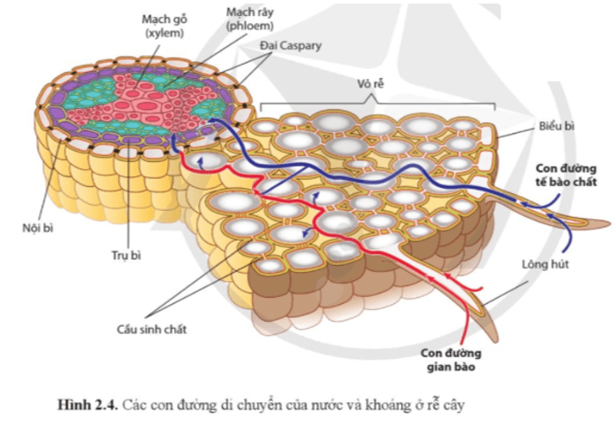 Quan sát hình 2.4, mô tả con đường di chuyển của nước và khoáng từ tế bào lông hút vào trong rễ