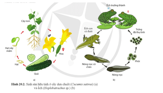 Quan sát hình 20.2, mô tả quá trình sinh sản hữu tính ở cây dưa chuột và ếch