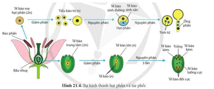 Quan sát hình 221.4, mô tả quá trình hình thành hạt phấn, túi phôi