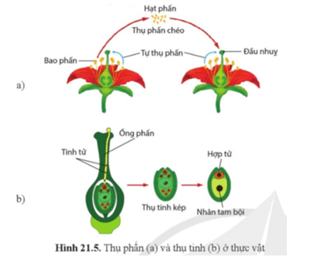 Quan sát hình 21.5, mô tả sự phát tán của hạt phấn đến đầu nhụy