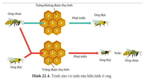 Quan sát 22.4, cho biết sự sinh ra ong chúa và ong thợ so với ong đực khác nhau như thế nào?