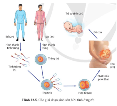 Quan sát hình 22.5, nêu tên và trình bày đặc điểm bốn giai đoạn của quá trình sinh sản ở người
