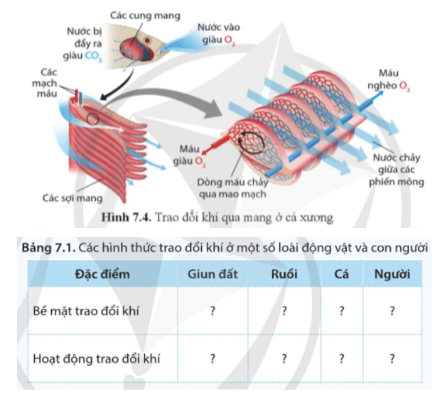 Quan sát hình 7.1, 7.2, 7.3, 7.4, hoàn thành bảng 7.1 trang 46 Sinh học 11