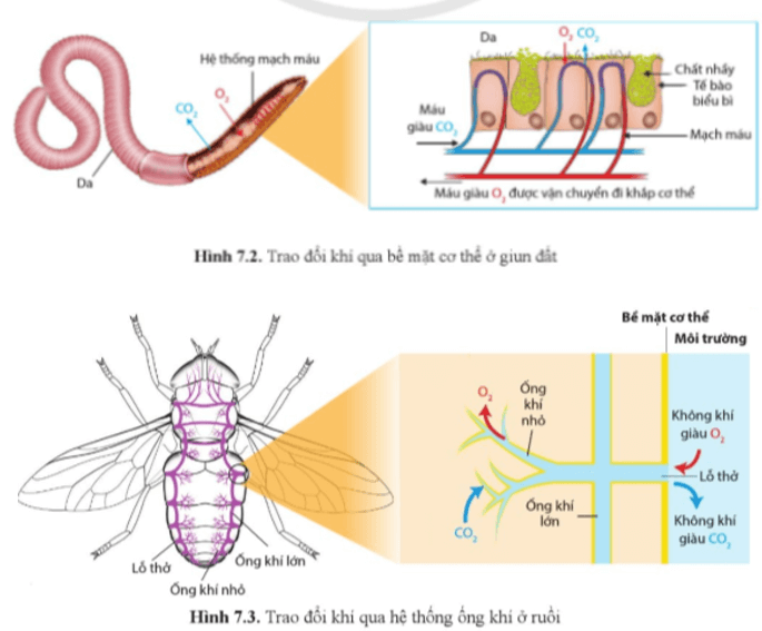 Quan sát hình 7.1, 7.2, 7.3, 7.4, hoàn thành bảng 7.1 trang 46 Sinh học 11