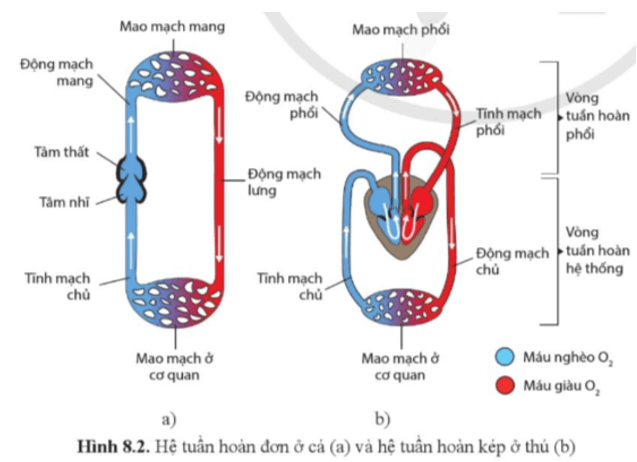 Quan sát hình 8.2, phân biệt hệ tuần hoàn đơn và hệ tuần hoàn kép về số vòng tuần hoàn và đường đi của máu